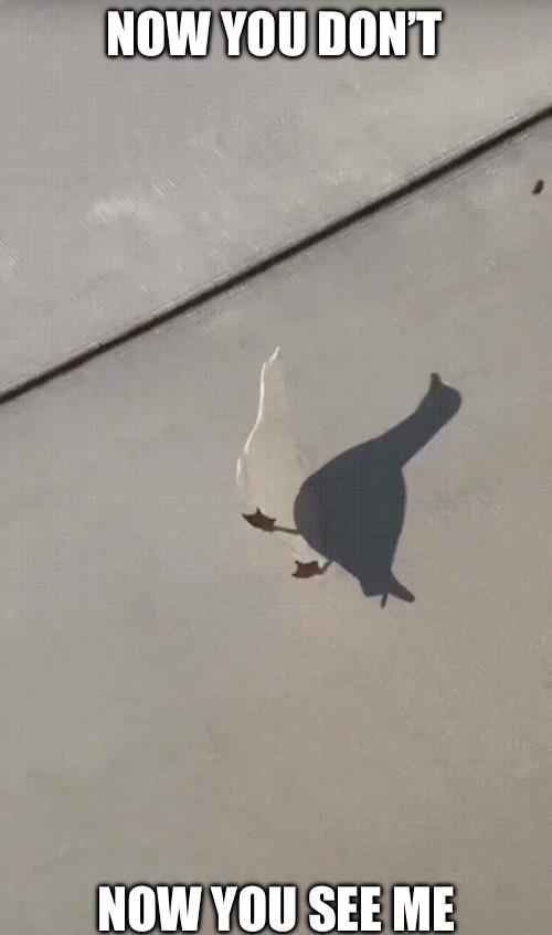 Magic Bird | NOW YOU DON’T; NOW YOU SEE ME | image tagged in shadows,seagull | made w/ Imgflip meme maker