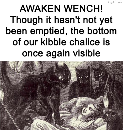 Our Kibble Chalice | image tagged in cats,funny cats,wench,food,medieval memes,turds | made w/ Imgflip meme maker