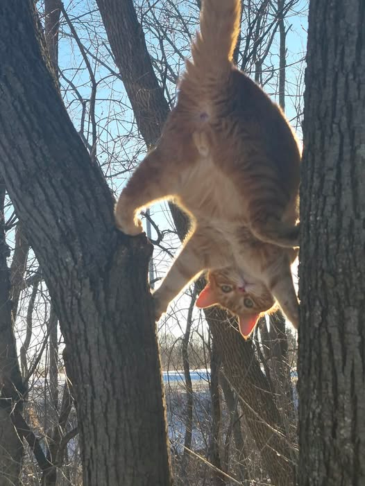 Orange kitty balls Blank Meme Template