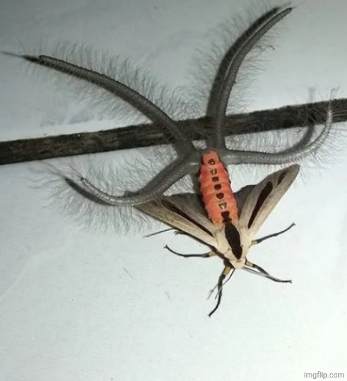 Baphomet Moth | image tagged in baphomet moth | made w/ Imgflip meme maker