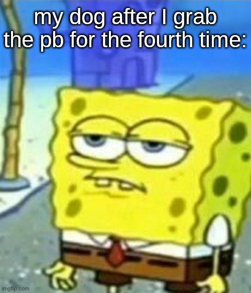 s | my dog after I grab the pb for the fourth time: | image tagged in bored spongebob | made w/ Imgflip meme maker