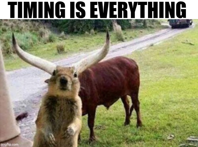 Timing Is Everything | TIMING IS EVERYTHING | image tagged in chrisjoines1 | made w/ Imgflip meme maker