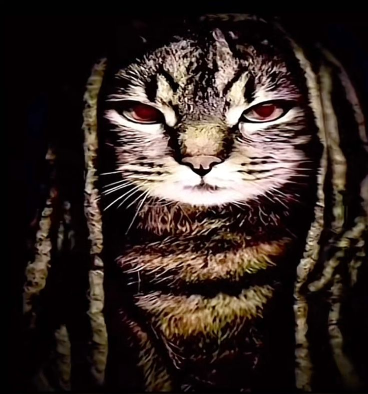 High Quality kat von Blank Meme Template