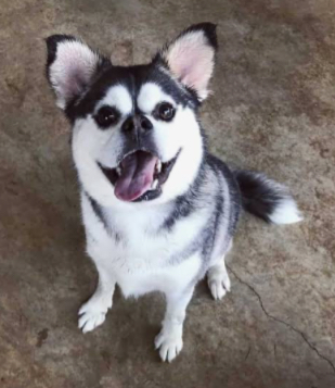 Pusky Blank Meme Template