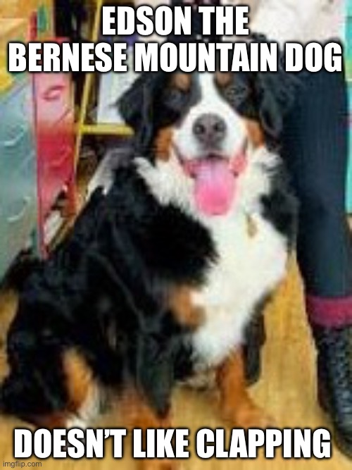 Noise Sensitive Edson | EDSON THE BERNESE MOUNTAIN DOG; DOESN’T LIKE CLAPPING | image tagged in dogs | made w/ Imgflip meme maker