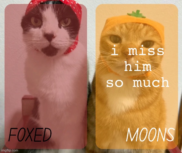 foxed and moons kitty temp 2 | i miss him so much | image tagged in foxed and moons kitty temp 2 | made w/ Imgflip meme maker
