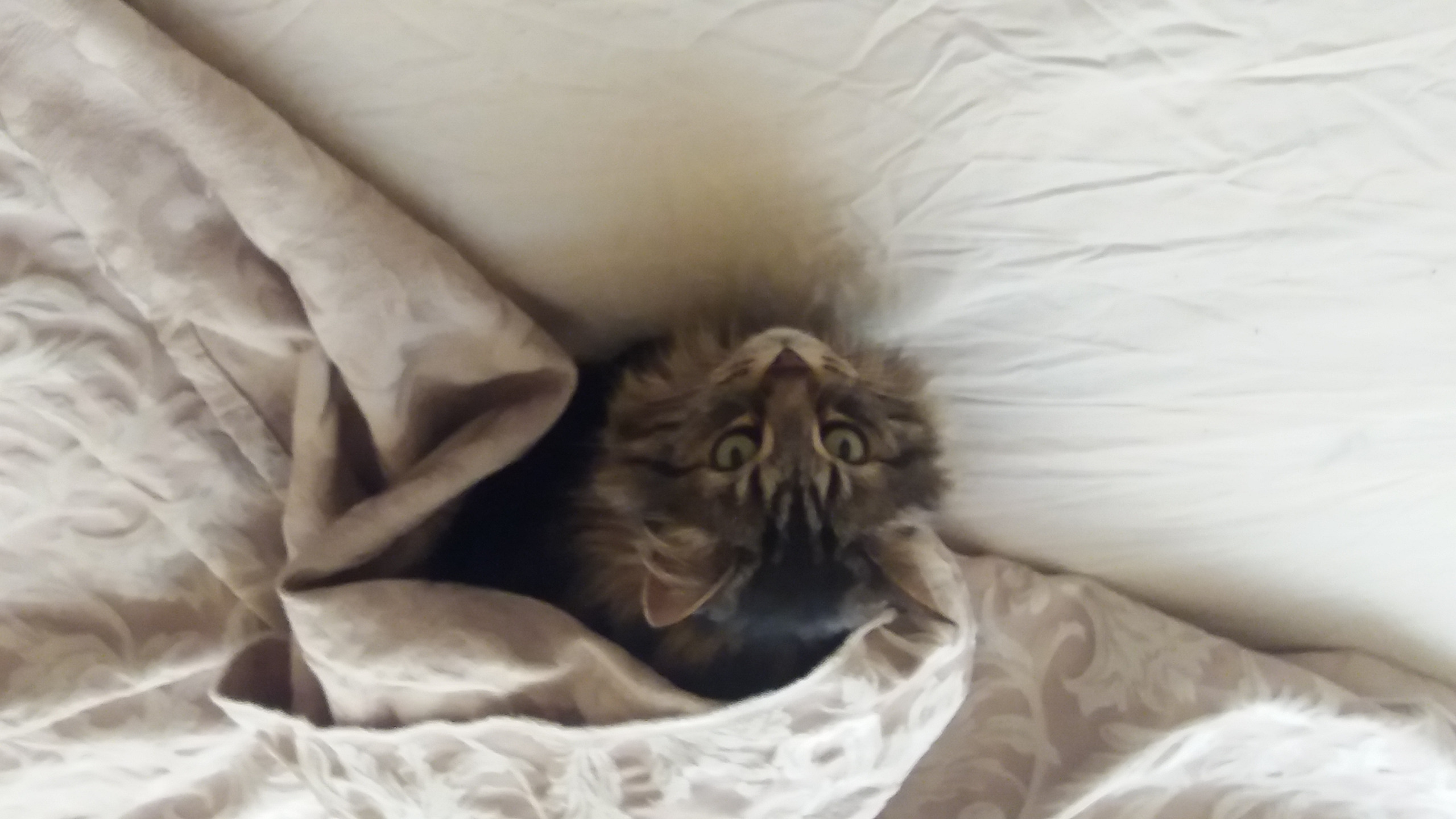 Cat Looking Blank Meme Template