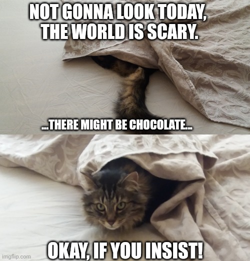 The world is scary but there's chocolate | NOT GONNA LOOK TODAY, 
THE WORLD IS SCARY. ...THERE MIGHT BE CHOCOLATE... OKAY, IF YOU INSIST! | image tagged in cat | made w/ Imgflip meme maker