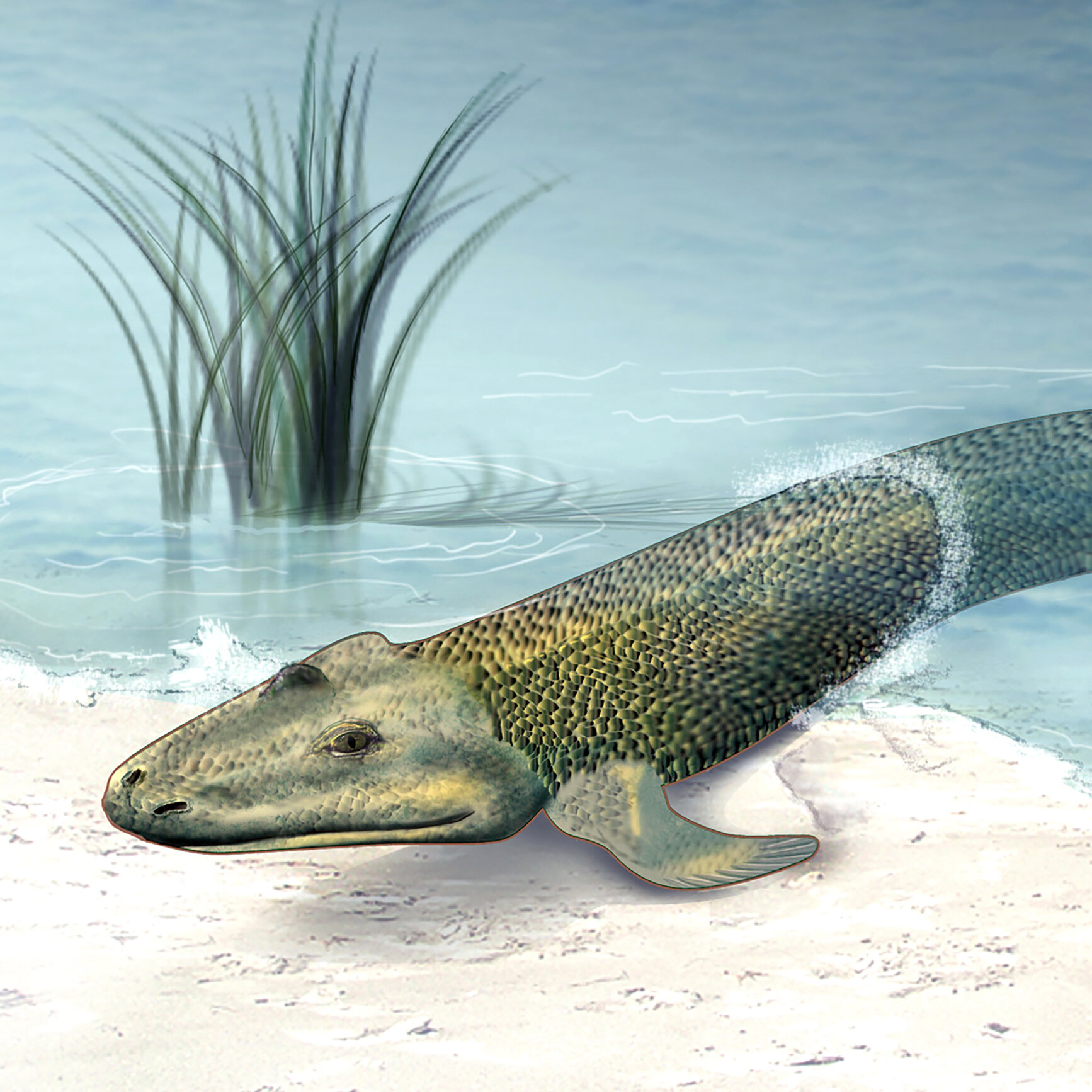 Amphibian Blank Meme Template