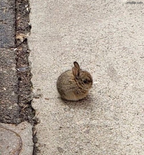 orb | made w/ Imgflip meme maker