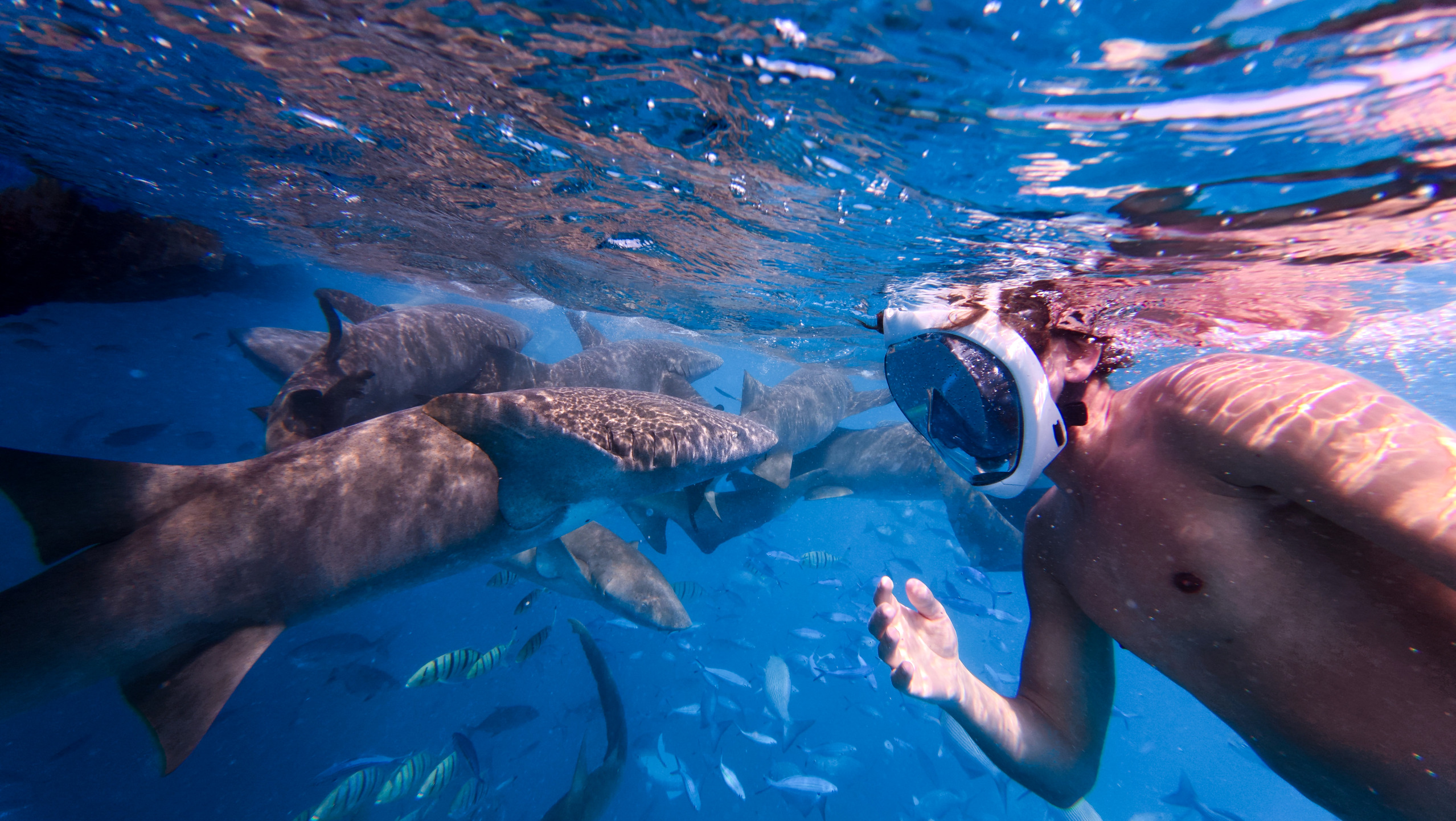 Explaining to shark Blank Meme Template