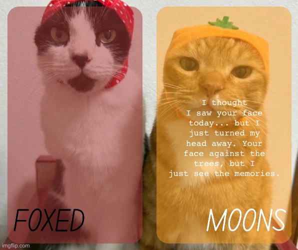 foxed and moons kitty temp 2 | I thought I saw your face today... but I just turned my head away. Your face against the trees, but I just see the memories. | image tagged in foxed and moons kitty temp 2 | made w/ Imgflip meme maker