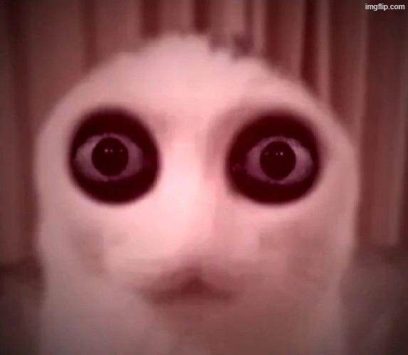 late | image tagged in kitty | made w/ Imgflip meme maker