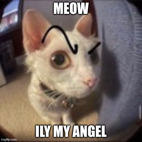 Side Eye Eyebrow Raise Cat | MEOW; ILY MY ANGEL | image tagged in side eye eyebrow raise cat | made w/ Imgflip meme maker