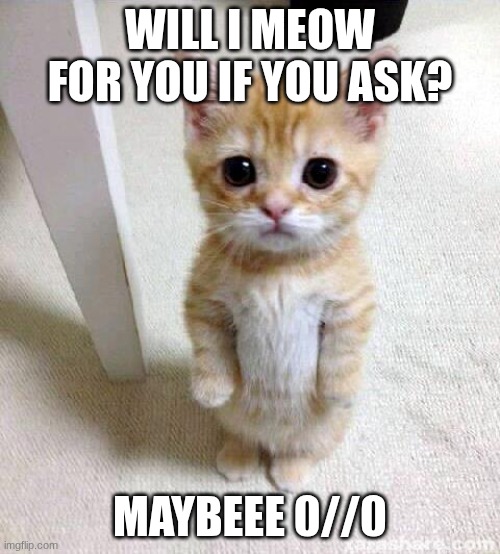 Cute Cat | WILL I MEOW FOR YOU IF YOU ASK? MAYBEEE 0//0 | image tagged in memes,cute cat | made w/ Imgflip meme maker