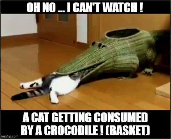 The Horror, The Horror ! | OH NO ... I CAN'T WATCH ! A CAT GETTING CONSUMED BY A CROCODILE ! (BASKET) | image tagged in cats,eaten,crocodile | made w/ Imgflip meme maker