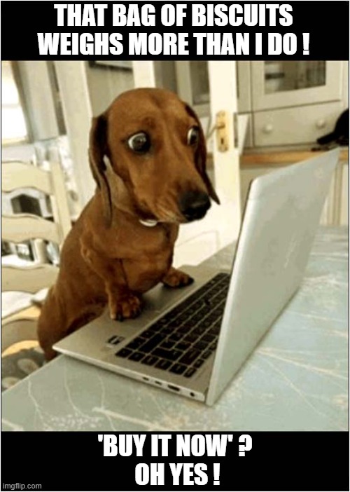 When Your Dachshund Discovers Online Shopping ! | THAT BAG OF BISCUITS WEIGHS MORE THAN I DO ! 'BUY IT NOW' ?
 OH YES ! | image tagged in dogs,dachshund,online shopping,biscuits,buy it now | made w/ Imgflip meme maker