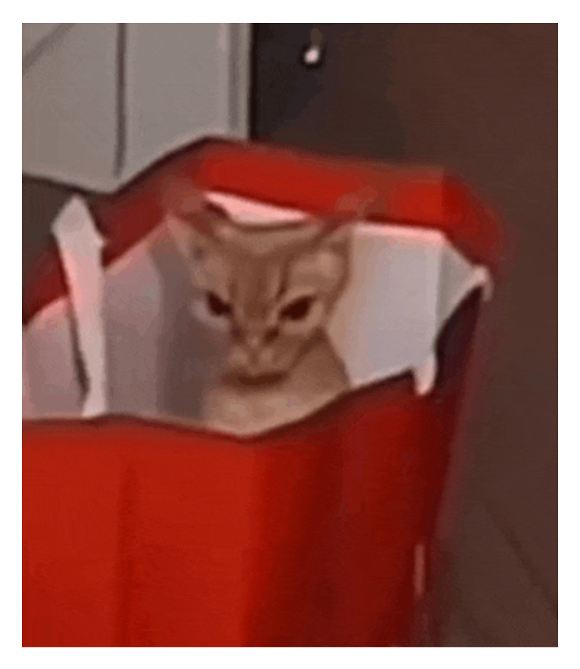 Cat red bag Blank Meme Template