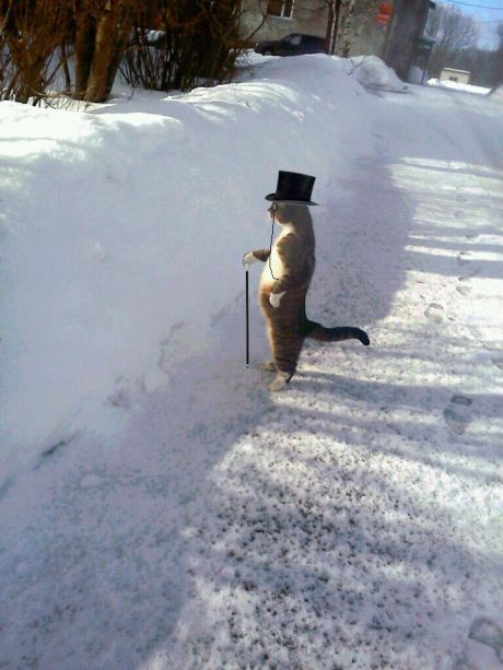 cat snow cane top hat Blank Meme Template