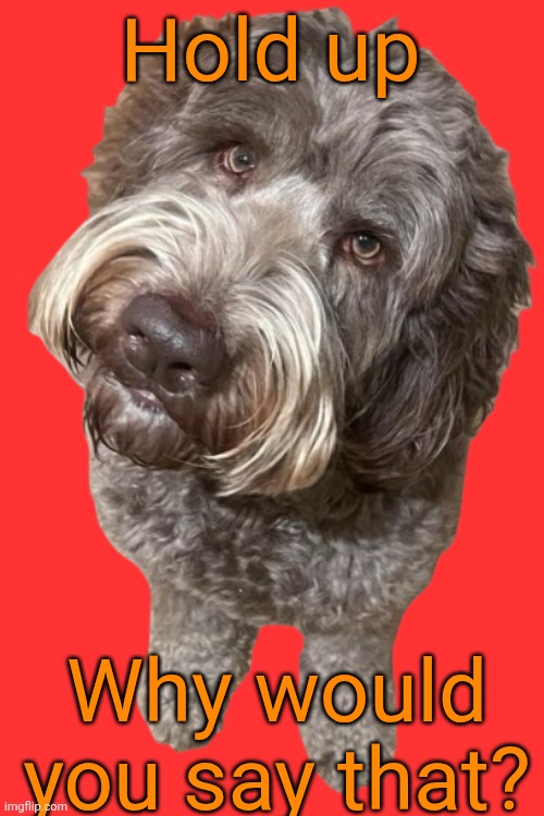 Northers Dog (Transparent) | Hold up Why would you say that? | image tagged in northers dog transparent | made w/ Imgflip meme maker