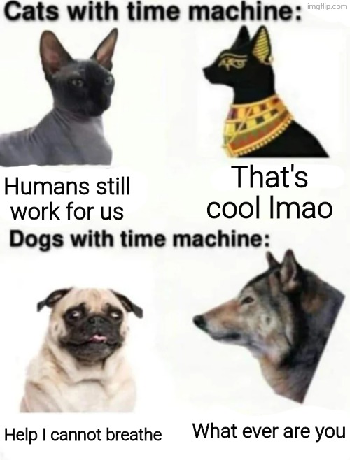 That's cool lmao; Humans still work for us; What ever are you; Help I cannot breathe | image tagged in memes,funny,funny memes,meme,cats,dogs | made w/ Imgflip meme maker