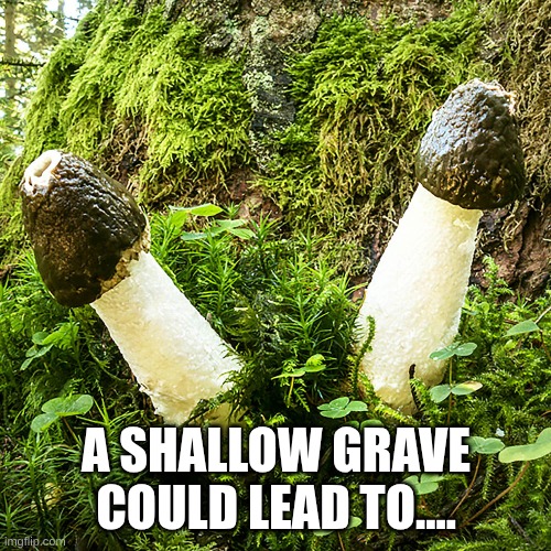 Fun41gi? Maybe even two.. | A SHALLOW GRAVE COULD LEAD TO.... | image tagged in fungus,mushroom,nobody does mushroom memes,so i decided to do one,mushrooms | made w/ Imgflip meme maker