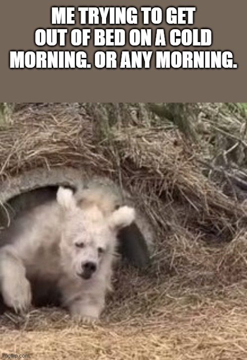 Me Trying To Get Out Of Bed On A Cold Morning | ME TRYING TO GET OUT OF BED ON A COLD MORNING. OR ANY MORNING. | image tagged in cold,cold weather,bear,polar bear,funny,memes | made w/ Imgflip meme maker