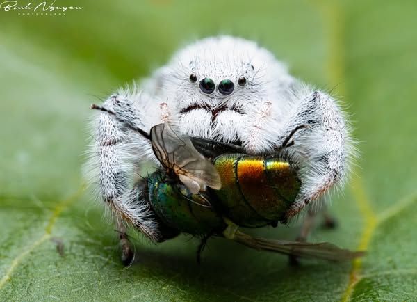 Spider & the fly Blank Meme Template