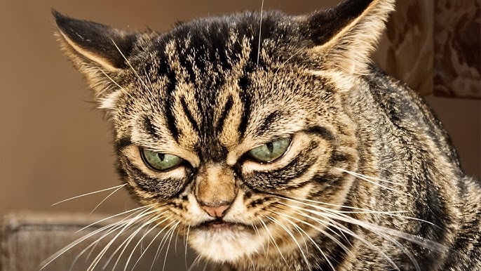 High Quality Upset Angry Cat Blank Meme Template