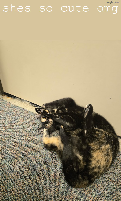 shes so cute omg | made w/ Imgflip meme maker