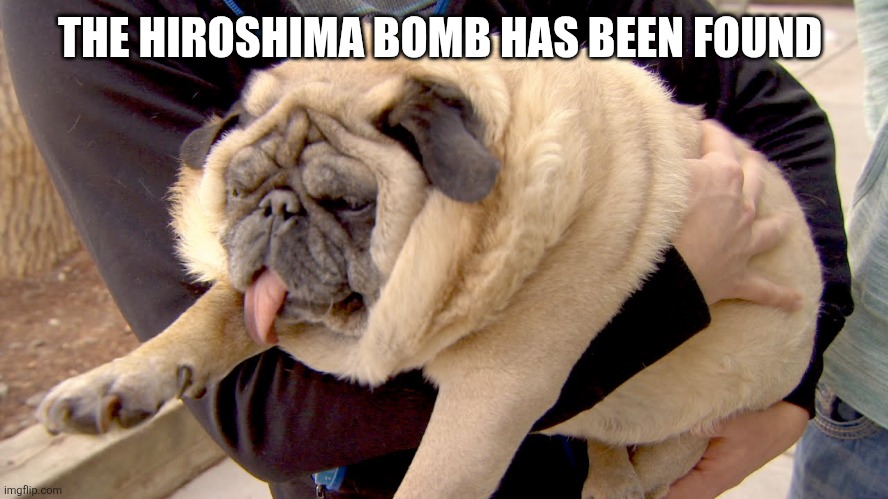 fat pug | THE HIROSHIMA BOMB HAS BEEN FOUND | image tagged in fat pug | made w/ Imgflip meme maker
