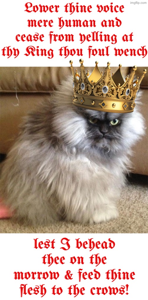 Cease From Yelling Wench | Lower thine voice mere human and cease from yelling at thy King thou foul wench; lest I behead thee on the morrow & feed thine flesh to the crows! | image tagged in cats,funny cats,medieval memes,wench,shut up,you have sinned child prepare to feel the sweet embrace of death | made w/ Imgflip meme maker