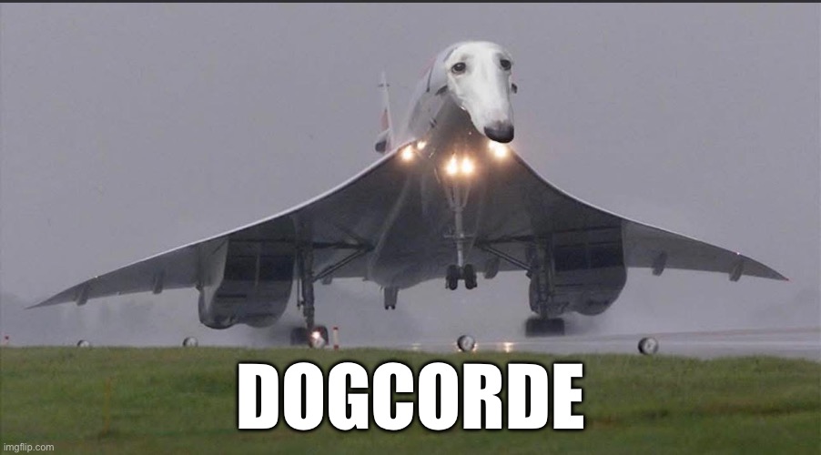 The fastest dog in history | DOGCORDE | image tagged in dog,greyhound,plane,concorde,jet,fast | made w/ Imgflip meme maker