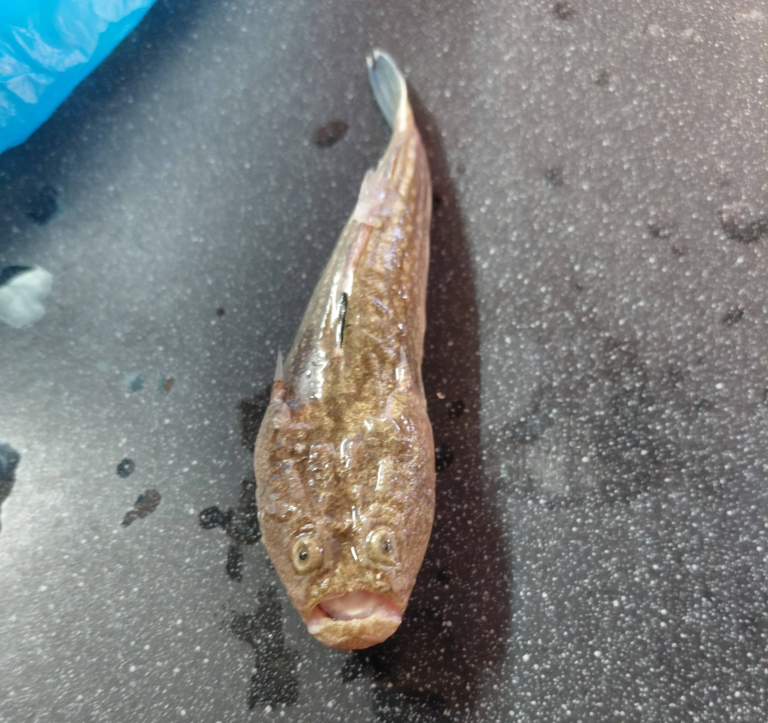 Shocked Dragonfish Blank Meme Template