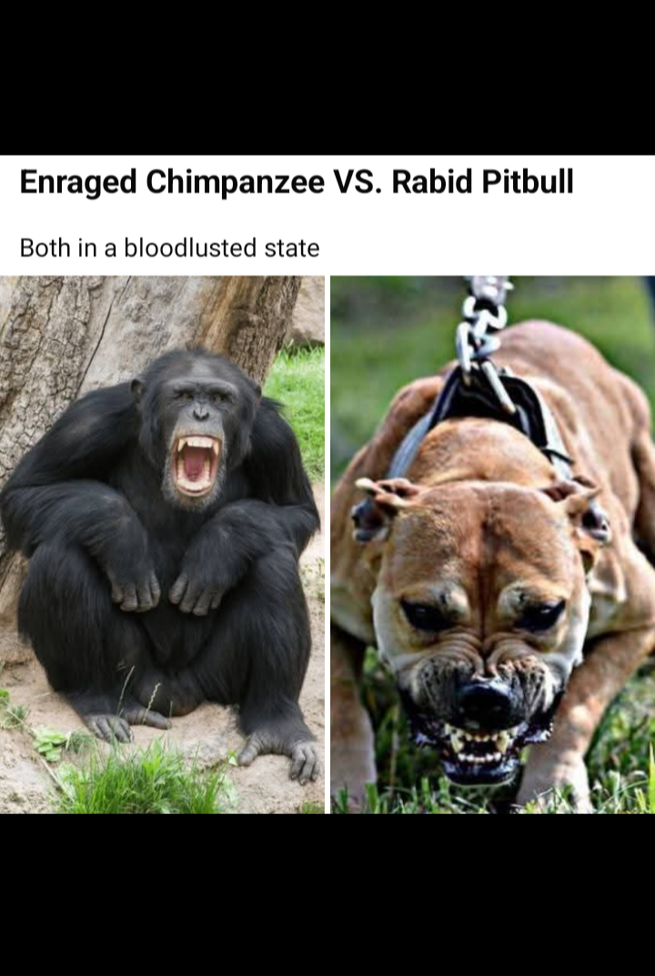 Funny Blank Meme Template