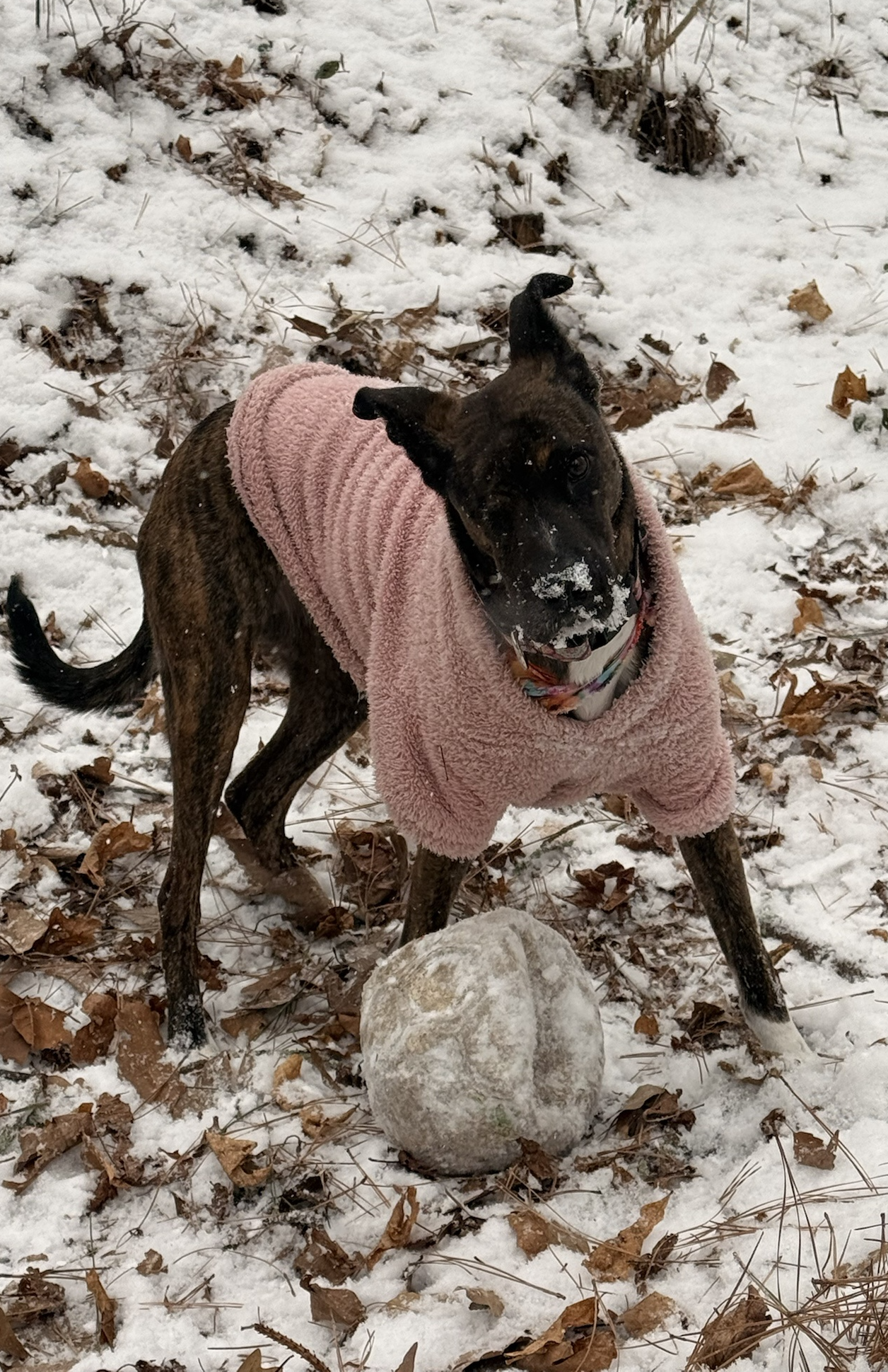 Mongoloid Snow Dog Blank Meme Template