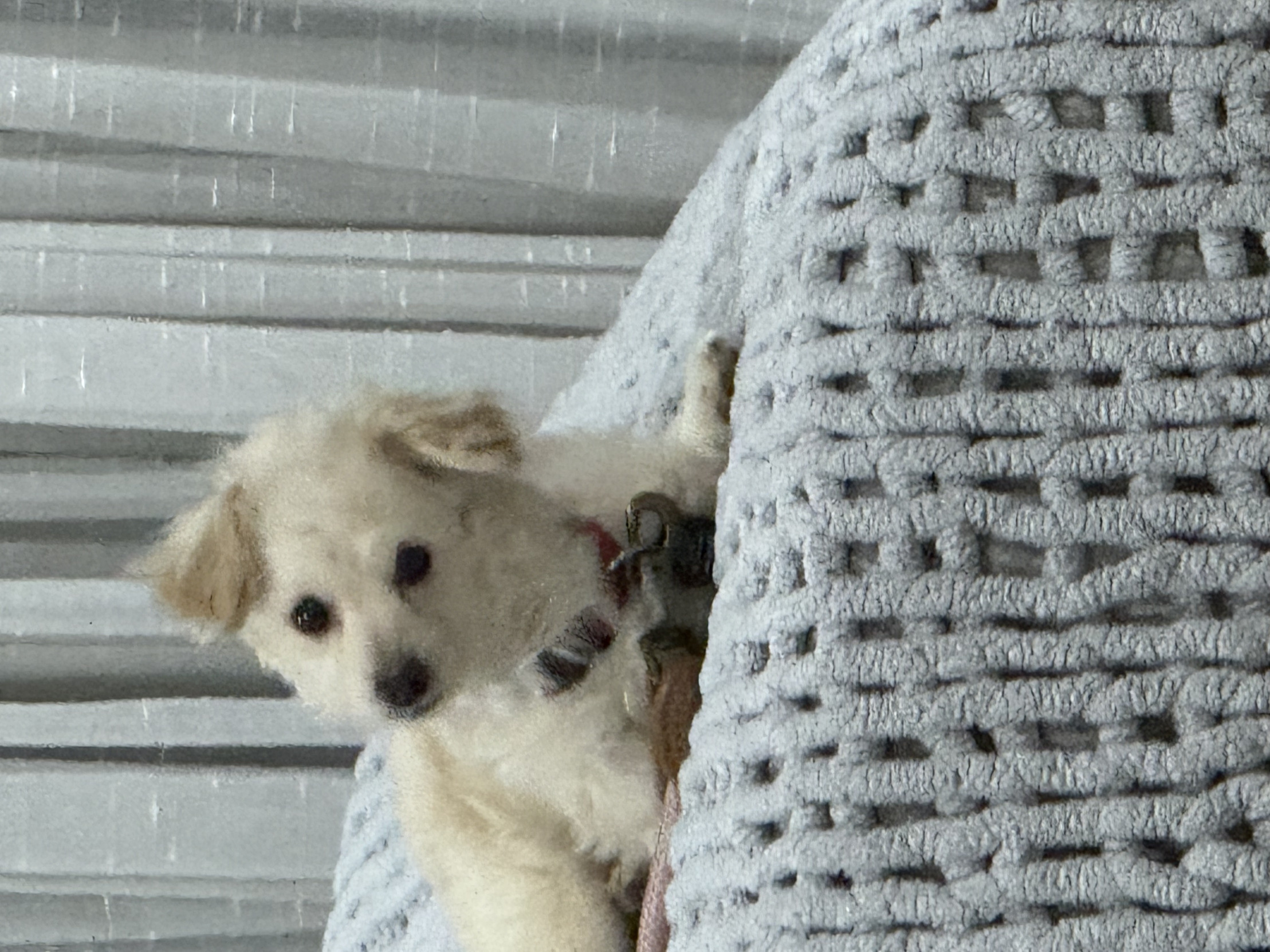 High Quality Say Whaaaat! Blank Meme Template