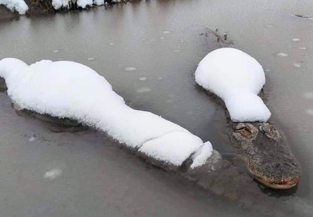 Chrisjoines1 Blank Meme Template