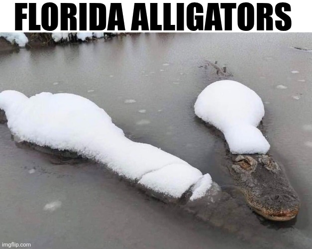 Florida Alligators | FLORIDA ALLIGATORS | image tagged in chrisjoines1 | made w/ Imgflip meme maker