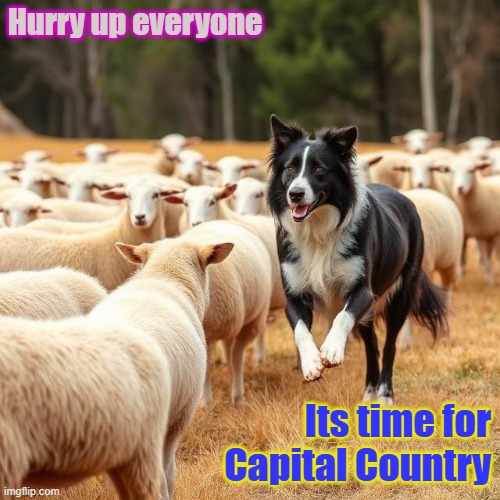 sheep dog roundup | Hurry up everyone; Its time for Capital Country | image tagged in ai generated,sheep,dog,roundup,fun | made w/ Imgflip meme maker