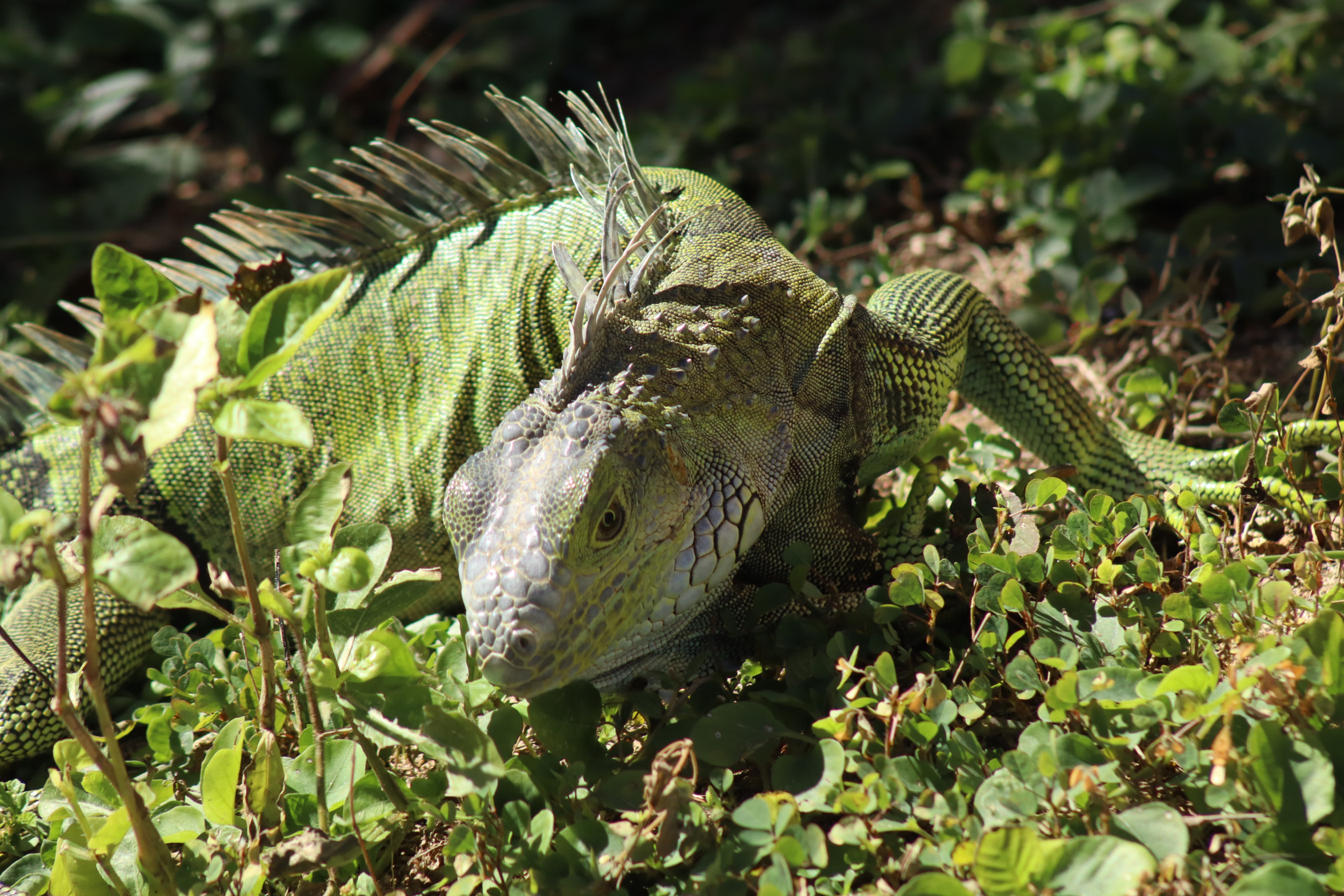 Iguana Blank Meme Template