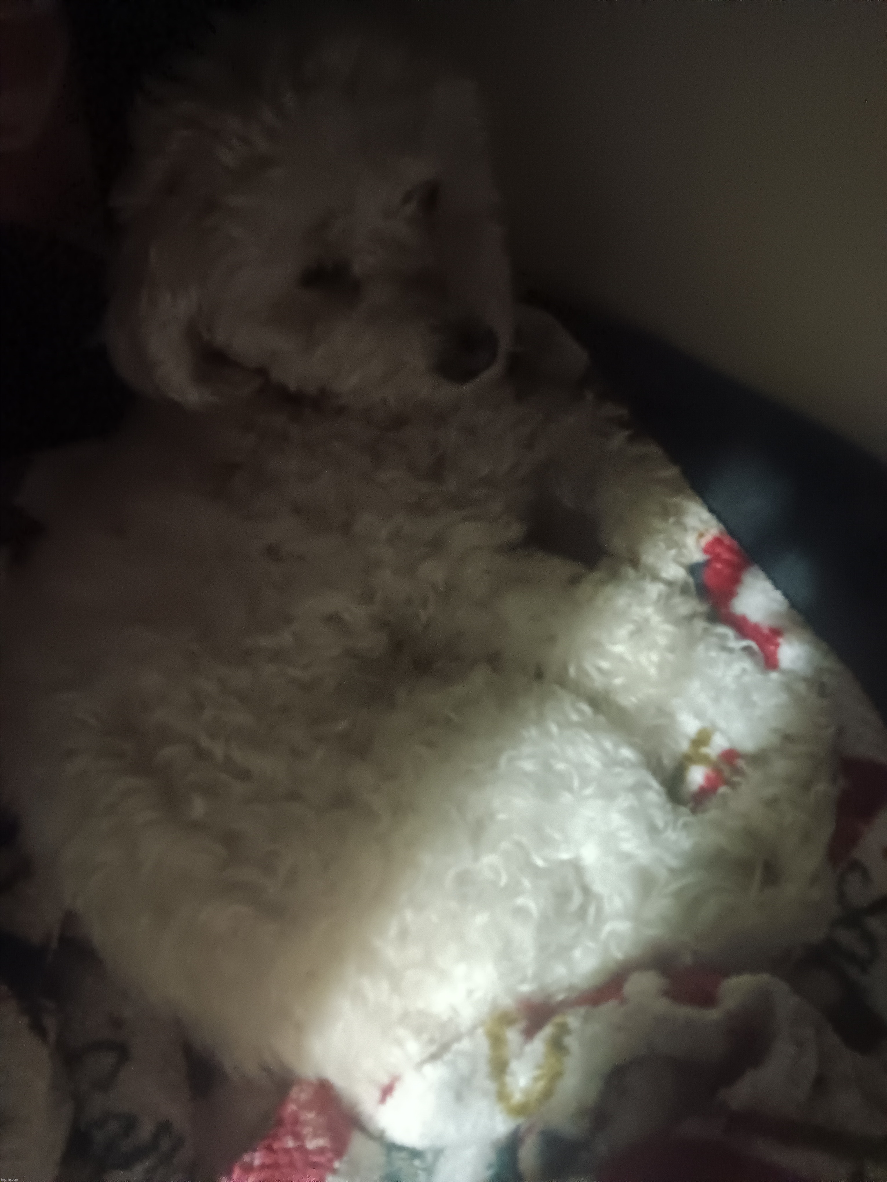 look at this stupid creature | made w/ Imgflip meme maker