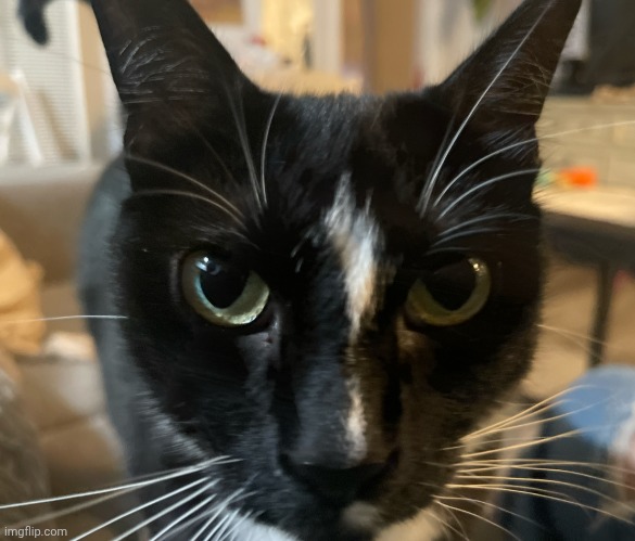 Cat sniffa | image tagged in cat sniffa | made w/ Imgflip meme maker