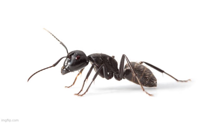 ant | image tagged in ant | made w/ Imgflip meme maker
