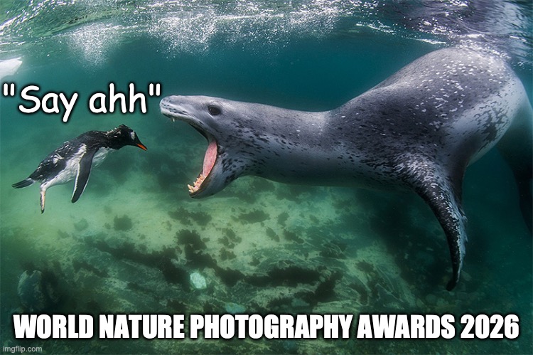 "Ahh" | "Say ahh"; WORLD NATURE PHOTOGRAPHY AWARDS 2026 | image tagged in famous last words | made w/ Imgflip meme maker