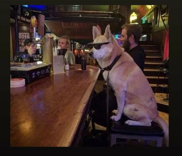 dog at bar Blank Meme Template