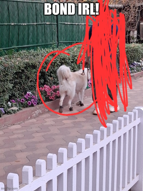 BOND!!! | BOND IRL! | image tagged in spy x family,memes | made w/ Imgflip meme maker