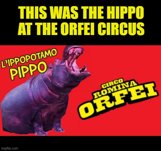THIS WAS THE HIPPO AT THE ORFEI CIRCUS | made w/ Imgflip meme maker