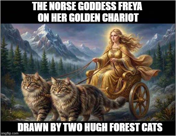 Legendary Cats | THE NORSE GODDESS FREYA 
ON HER GOLDEN CHARIOT; DRAWN BY TWO HUGH FOREST CATS | image tagged in cats,norse,mythology,freya,norwegian forest cats | made w/ Imgflip meme maker