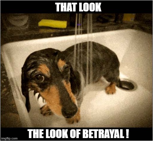 Why Are You Doing This To Me ? | THAT LOOK; THE LOOK OF BETRAYAL ! | image tagged in dogs,dachshund,shower,the look,betrayal | made w/ Imgflip meme maker